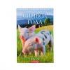 Календарь перекидной, пружина "Символ года - 3" 2019 год, 17х25см   813-037 фото 1 — Egidius.ru