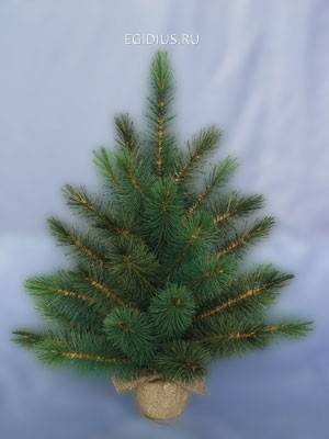 Сосна Роял Орегон мини Н=92см 10-3000-14 фото 1 &mdash; Egidius.ru