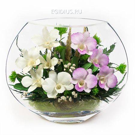 Цветы в стекле: Композиция из натуральных орхидей  200-027 фото 1 &mdash; Egidius.ru