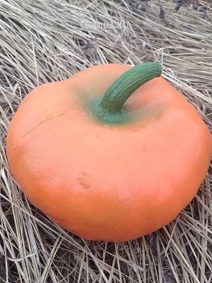 Садовая фигура: Тыква круглая 50-0035 фото 1 — Egidius.ru