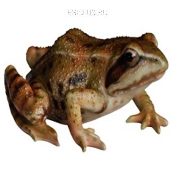 Садовая фигура из полистоуна"Жаба", L15 W12H7,4см. 81-6582 фото 1 — Egidius.ru