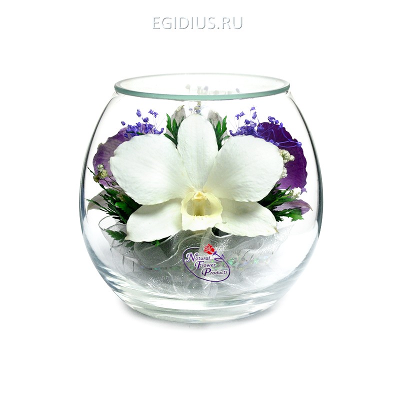 Композиция из натуральных орхидей (арт. BmiO) в подарочной упаковке 200-324 фото 1 — Egidius.ru